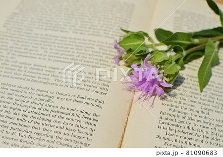 ピンク色のモナルダと洋書 81090683