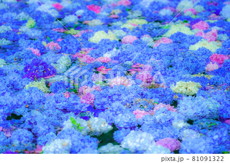 あじさいの池 みちのくあじさい園 岩手県一関市 あじさいの池 みちのくあじさい園 岩手県一関市 81091322
