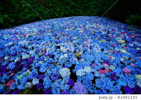 あじさいの池　みちのくあじさい園　岩手県一関市 81091335