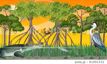 Animals live in Mangrove forest at sunset time scene 81091432