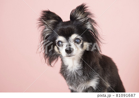 ピンクバックとチワワのバストアップ ピンクバックとチワワのバストアップ 81091687