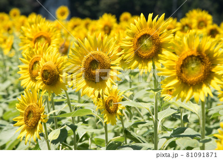 畑一面の向日葵　夏イメージ 81091871