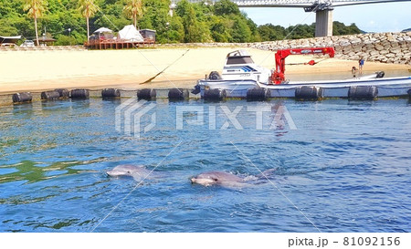 【愛媛県今治市伯方町】仲良く泳ぐイルカ達　ドルフィンファームしまなみ 81092156