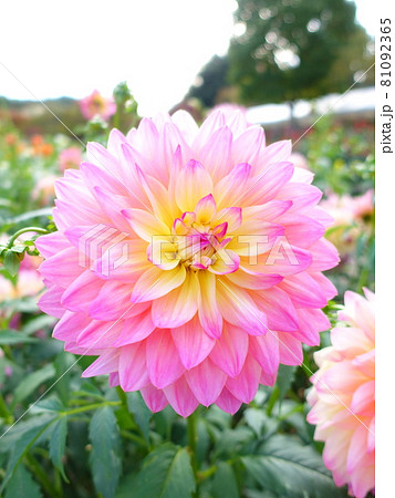 満開のダリア 天竺牡丹 満開のダリア 天竺牡丹 81092365