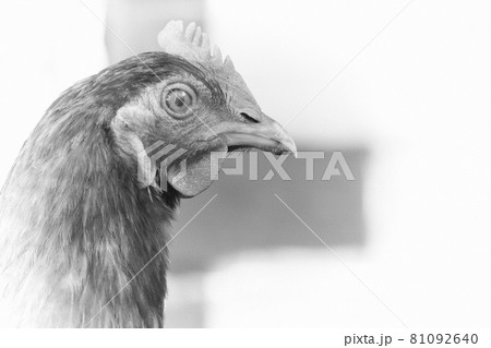 Chicken portrait side view, close-up. Portrait of a beautiful chicken with a comb on a blurred background. Copy space for text. Chicken portrait side view, close-up. Portrait of a beautiful chicken with a comb on a blurred background. Copy space for text. 81092640