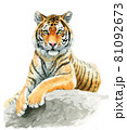 アナログ水彩岩の上に座る虎の成獣 81092673