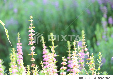 群生するミソハギの花 群生するミソハギの花 81092762