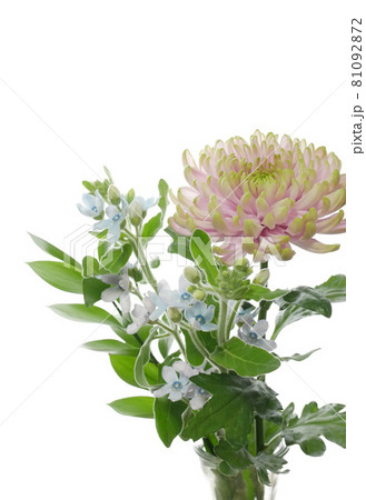 キク キク 81092872