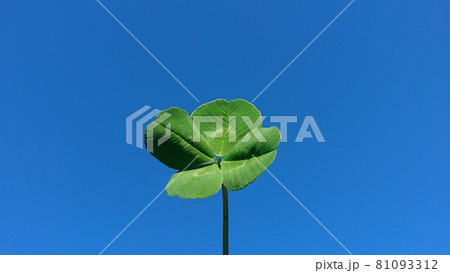 四つ葉のクローバー 81093312