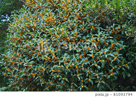 キンモクセイ キンモクセイ 81093794