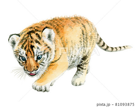アナログ水彩歩く虎の子供のイラスト素材 [81093875] - PIXTA