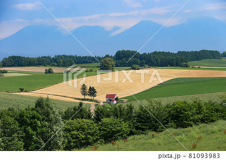 北海道の夏　美瑛、上富良野の風景 81093983