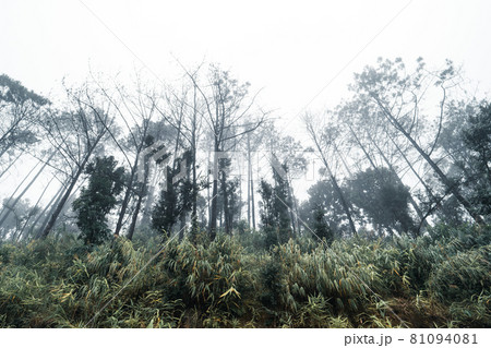 trees and mountains on rainy day 81094081