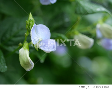 四角豆の花 うりずん 四角豆の花 うりずん 81094108