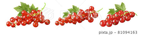 Red currant clusters set isolated on white background Red currant clusters set isolated on white background 81094163