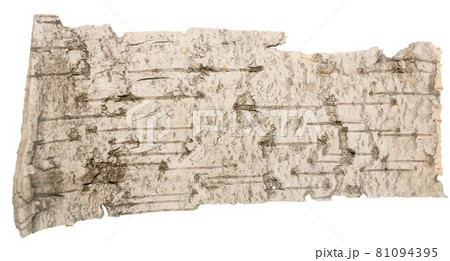 Bark on white Bark on white 81094395