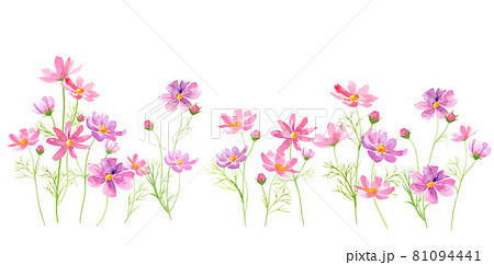 並んで咲いたコスモスの花 水彩イラストのベクターデータ のイラスト素材