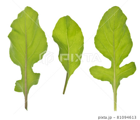 Arugula on white 81094613