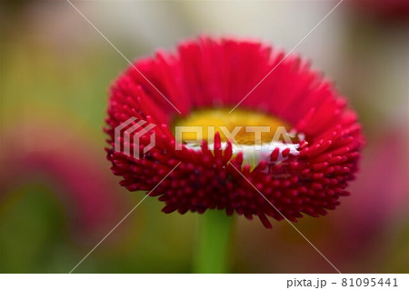 Pink Bellis Perennis after rain as a close up Pink Bellis Perennis after rain as a close up 81095441