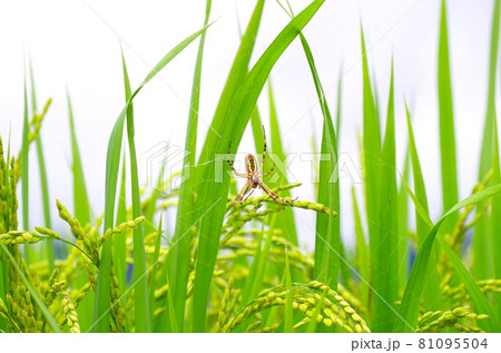 イネと蜘蛛 81095504