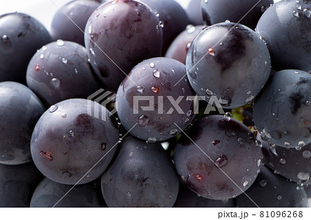 ぶどう(種なし巨峰)のアップ。 ぶどう(種なし巨峰)のアップ。 81096268