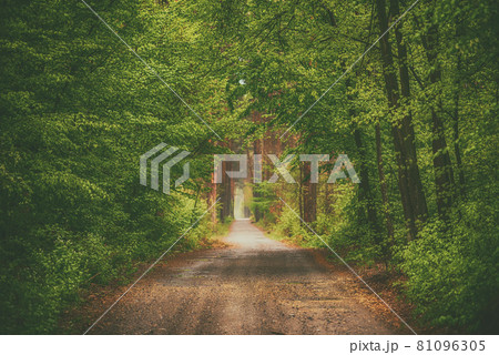 Dark moody forest 81096305