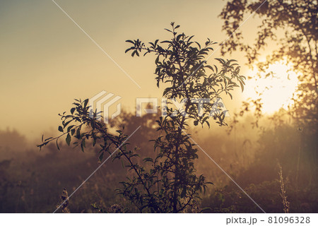 Vintage sunny background 81096328