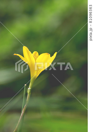花 フラワー お花 81096363