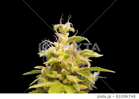 A marijuana plants bloom with resin on his leaves on a black background, close up view. A marijuana plants bloom with resin on his leaves on a black background, close up view. 81096748