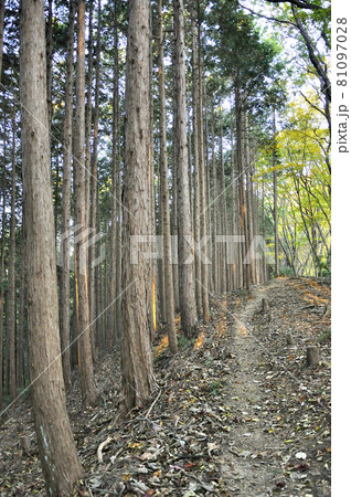 奥武蔵 名栗金比羅山の尾根道 奥武蔵 名栗金比羅山の尾根道 81097028