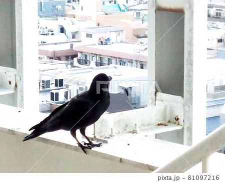 遠くを見るカラス 遠くを見るカラス 81097216