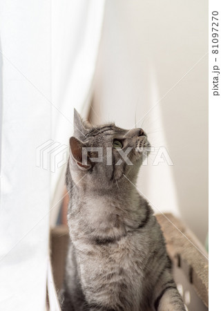 見つめる猫　　サバトラ猫 81097270