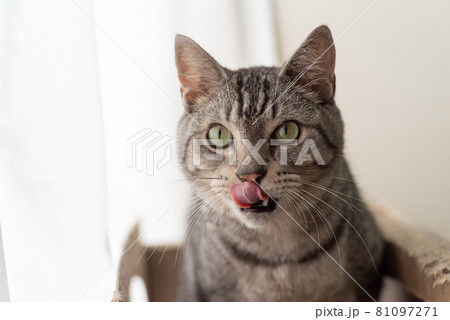ベロ出し　　サバトラ猫 81097271