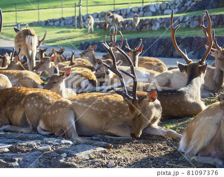 【奈良公園】若草山の麓で寛ぐ鹿の群れ 81097376