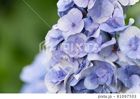 雨が似合う紫陽花 紫色 雨が似合う紫陽花 紫色 81097503