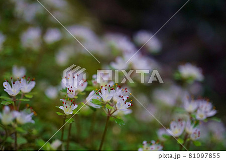 ハナネコノメの開花(撮影:高尾山) ハナネコノメの開花(撮影:高尾山) 81097855