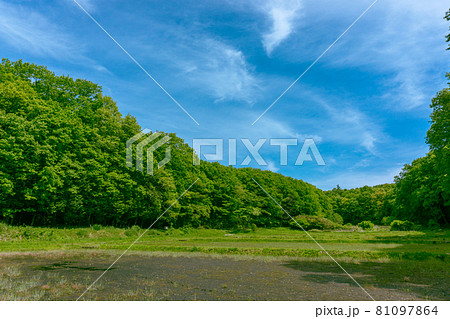 日本の風景 春の狭山丘陵 谷戸 田んぼ 日本の風景 春の狭山丘陵 谷戸 田んぼ 81097864