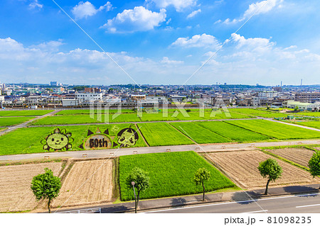 從城山公園朝日城看到的稻田藝術 愛知縣尾張旭市 照片素材 圖片 圖庫