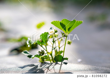 Closeup of small green strawberry plants with white flowers growing outdoors in summer garden. 81098272