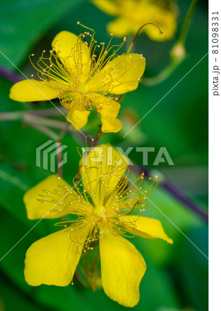 ビヨウヤナギ ビヨウヤナギ 81098331