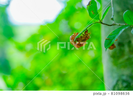 蝉の抜け殻 蝉の抜け殻 81098636