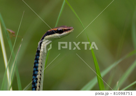 Painted bronzeback in the green grass Painted bronzeback in the green grass 81098751