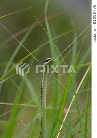 Painted bronzeback in the green grass Painted bronzeback in the green grass 81098776