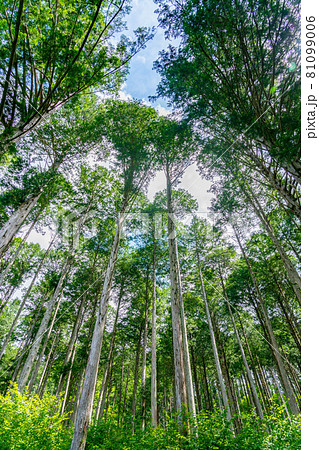 ヒノキ林（8月） 81099006