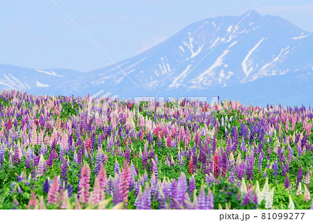 6月のルピナス畑と山 6月のルピナス畑と山 81099277