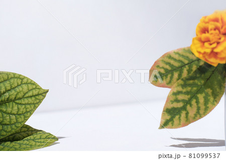 showcase for product presentation with fall decor. orange flower and leaves for autumn sale advertizing. template for product placement. 81099537
