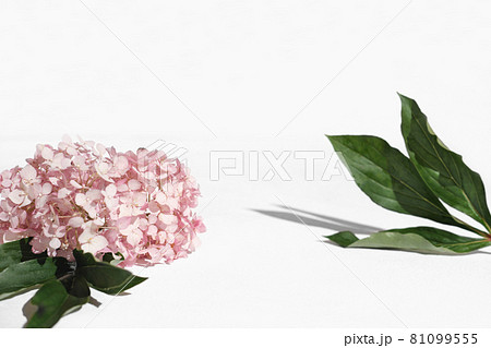 product placement scene for cosmetic or self care commercials. hydrangea flower, green leaves, display background 81099555