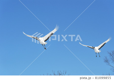 青空を飛ぶ二羽のタンチョウ（北海道・鶴居） 81099855
