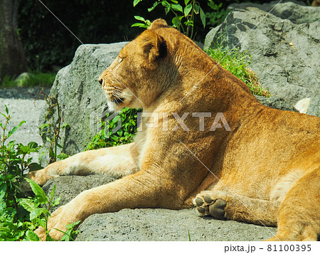 富士サファリパークのメスライオン 富士サファリパークのメスライオン 81100395