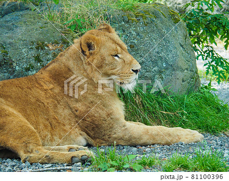 富士サファリパークのメスライオン 81100396